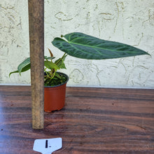 Load image into Gallery viewer, #1 Dark Anthurium NOID