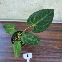 Load image into Gallery viewer, #1 Dark Anthurium NOID
