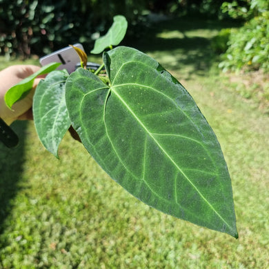 #1 Dark Anthurium NOID