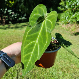 #22 Anthurium Papillilaminum x