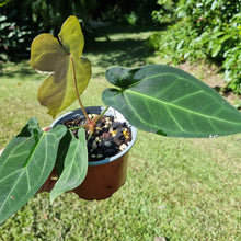 Load image into Gallery viewer, #22 Anthurium Papillilaminum x