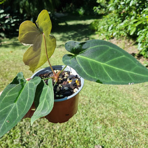 #22 Anthurium Papillilaminum x