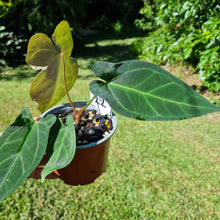 Load image into Gallery viewer, #22 Anthurium Papillilaminum x