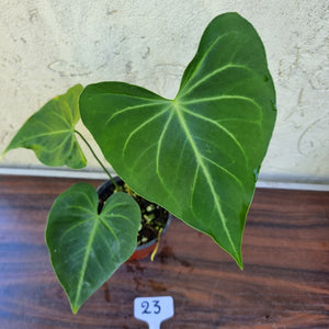 #23 Anthurium Leuconeurum