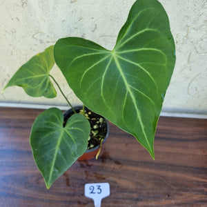 #23 Anthurium Leuconeurum