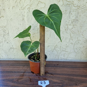 #23 Anthurium Leuconeurum