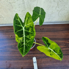 Load image into Gallery viewer, #603 Frydek Alocasia Aurea - Variegated Alocasia Micholitziana