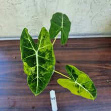 Load image into Gallery viewer, #603 Frydek Alocasia Aurea - Variegated Alocasia Micholitziana