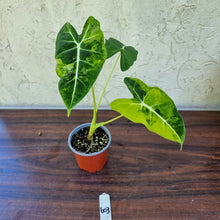 Load image into Gallery viewer, #603 Frydek Alocasia Aurea - Variegated Alocasia Micholitziana