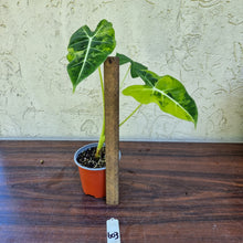 Load image into Gallery viewer, #603 Frydek Alocasia Aurea - Variegated Alocasia Micholitziana