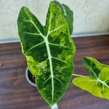 Load image into Gallery viewer, #603 Frydek Alocasia Aurea - Variegated Alocasia Micholitziana