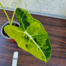 Load image into Gallery viewer, #603 Frydek Alocasia Aurea - Variegated Alocasia Micholitziana