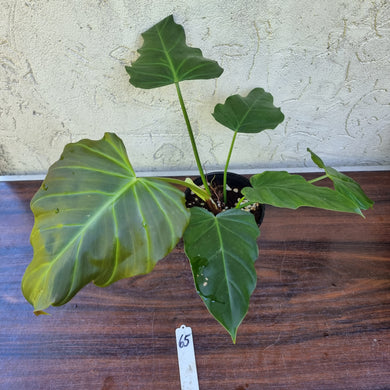#65 Philodendron Corsinianum / 'Bronze Shield'