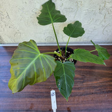 Load image into Gallery viewer, #65 Philodendron Corsinianum / &#39;Bronze Shield&#39;