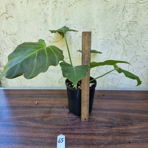 #65 Philodendron Corsinianum / 'Bronze Shield'