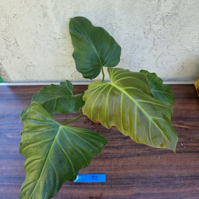 #B2 Philodendron Corsinianum / 'Bronze Shield'