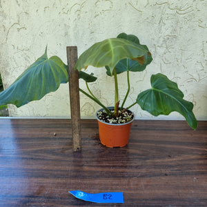 #B2 Philodendron Corsinianum / 'Bronze Shield'