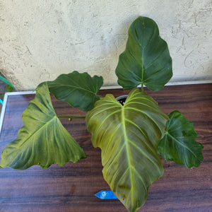 #B2 Philodendron Corsinianum / 'Bronze Shield'