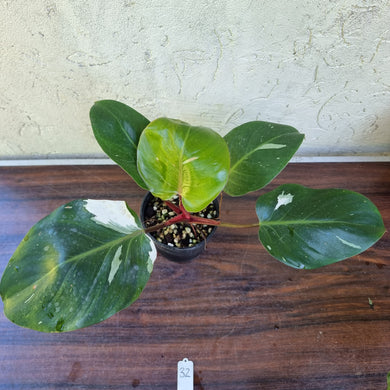 #32 Philodendron White Knight