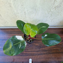 Load image into Gallery viewer, #32 Philodendron White Knight