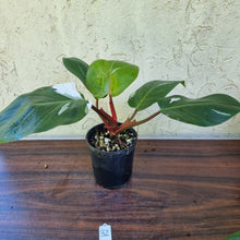 Load image into Gallery viewer, #32 Philodendron White Knight