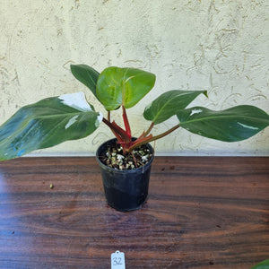 #32 Philodendron White Knight