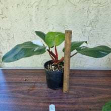 Load image into Gallery viewer, #32 Philodendron White Knight