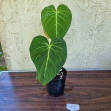 Load image into Gallery viewer, #302 Philodendron Glorious