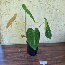 Load image into Gallery viewer, #302 Philodendron Glorious