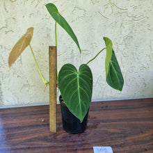 Load image into Gallery viewer, #302 Philodendron Glorious