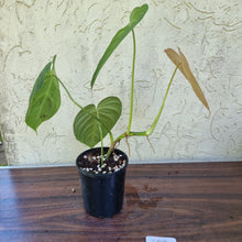 Load image into Gallery viewer, #302 Philodendron Glorious