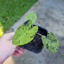 Load image into Gallery viewer, Colocasia Mojito BULB