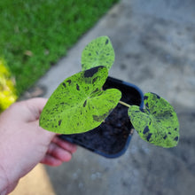 Load image into Gallery viewer, Colocasia Mojito BULB