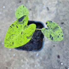 Load image into Gallery viewer, Colocasia Mojito BULB