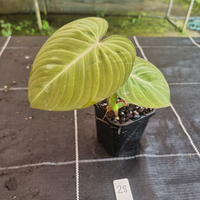 #28 Philodendron Glorious