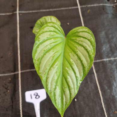#18 Philodendron Silver Cloud