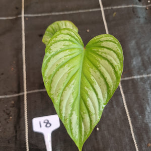 #18 Philodendron Silver Cloud