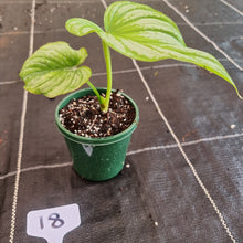Load image into Gallery viewer, #18 Philodendron Silver Cloud