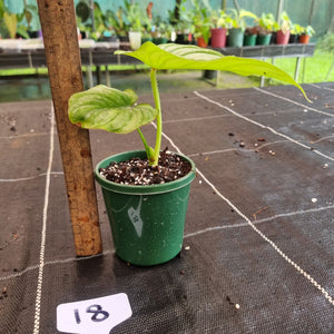 #18 Philodendron Silver Cloud