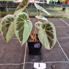 Load image into Gallery viewer, #1 Begonia Burkillii Silver Form