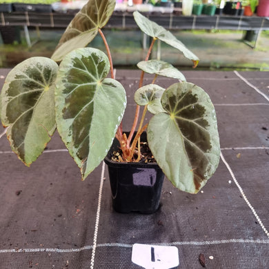 #1 Begonia Burkillii Silver Form