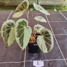 Load image into Gallery viewer, #1 Begonia Burkillii Silver Form