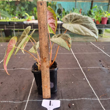 Load image into Gallery viewer, #1 Begonia Burkillii Silver Form