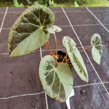 Load image into Gallery viewer, #1 Begonia Burkillii Silver Form