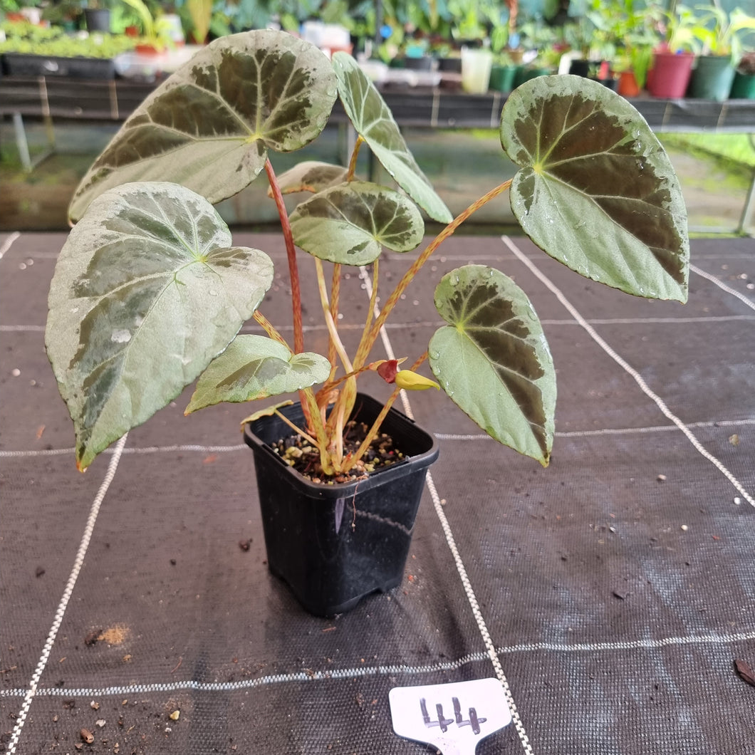 #44 Begonia Burkillii Silver Form