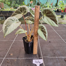 Load image into Gallery viewer, #44 Begonia Burkillii Silver Form