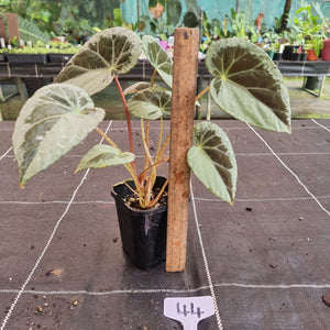 #44 Begonia Burkillii Silver Form