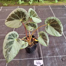 Load image into Gallery viewer, #44 Begonia Burkillii Silver Form