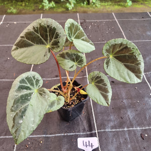 #44 Begonia Burkillii Silver Form
