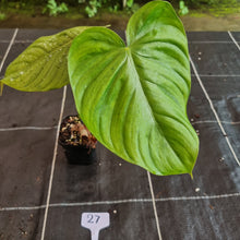 Load image into Gallery viewer, #27 Philodendron Tenue x Plowmanii